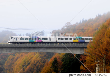 Limited express Azusa going through larch forest 3835782