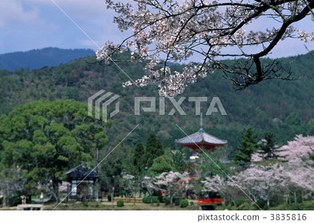 京都大名的櫻花 3835816