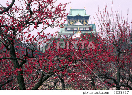 大阪城和梅花 3835817
