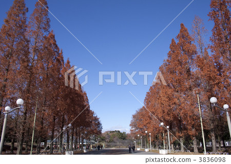 A row of trees in the Tsurumi-based area 3836098