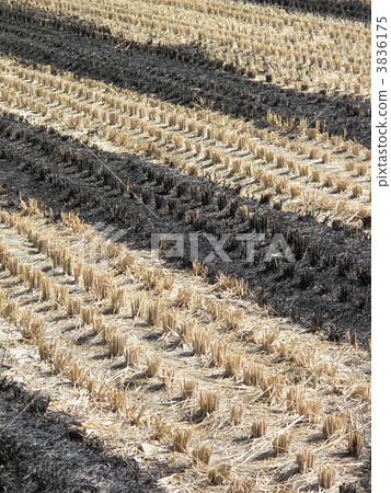 Slash farm 3836175