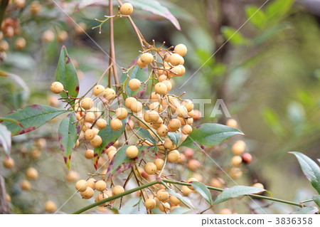 White Nanten　 3836358