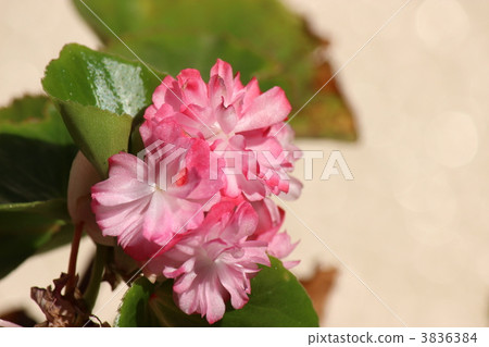 雙綻放beconia 雙綻放beconia 3836384