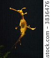Seahorse Weedsey Dragon 3836476