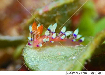 海參 海參 3836580