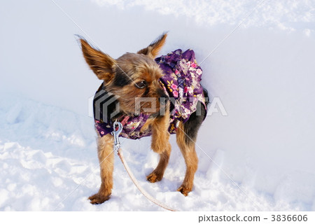 在雪地裡的人行道 3836606