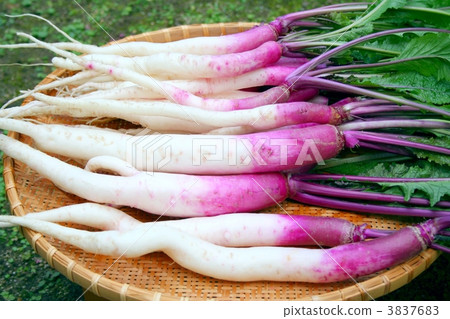 日本蔬菜蘿蔔 日本蔬菜蘿蔔 3837683