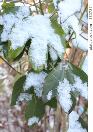 Cachemino leaves with snow piled up 3837854