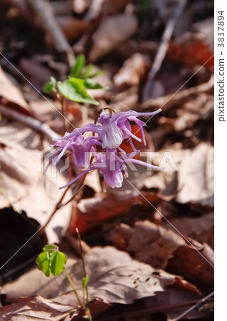 Freshwater leek 3837894