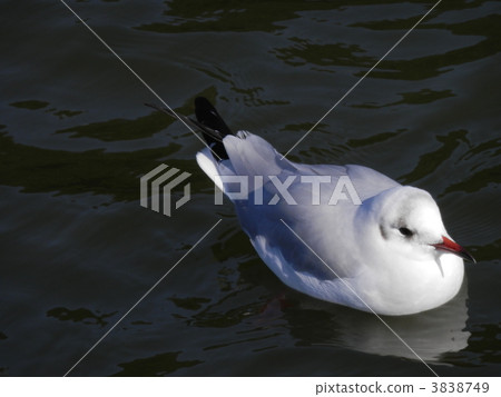 gull, sea gull, bird 3838749