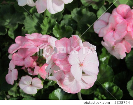 Geranium Geranium 3838754