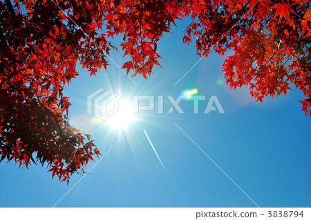 Miyajima SA的Momiji 3 3838794