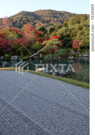 Early morning Tenryuji, Saseike garden 3838869