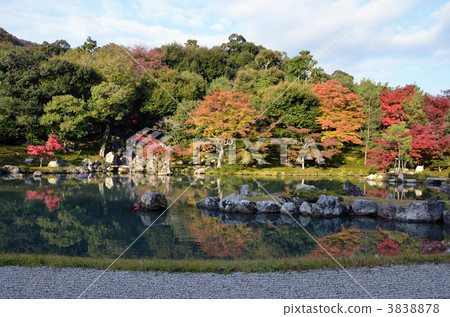 Early morning Tenryuji, Saseike garden 3838878