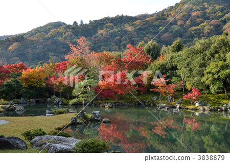 Sengen Pond at Tenryuji 3838879
