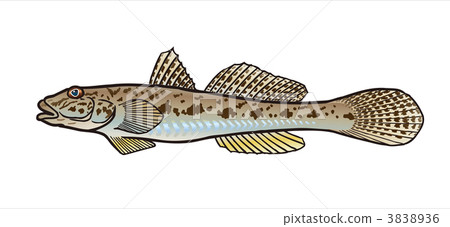 黃鰭刺鰕虎魚 黃鰭刺鰕虎魚 3838936