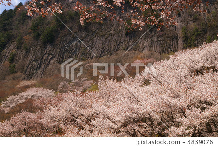 Cherry blossoms at the folding roof garden 3839076