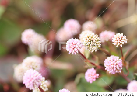 頭花蓼 粉色泡狀桃葉蓼 在喜馬拉雅山 3839181