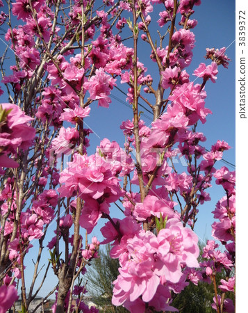 Hinamatsuri's flower Peach blossom shining hands peach terthemomo Hinamatsuri's flower Peach blossom shining hands peach terthemomo 3839372