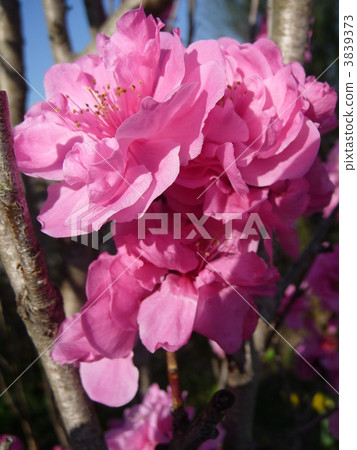 Hinamatsuri的花桃花盛開閃亮的手桃子terthemomo 3839373