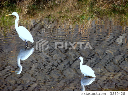 兩個雛菊 3839428