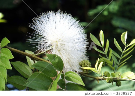 Daikaku-jo Daikaku-jo 3839527