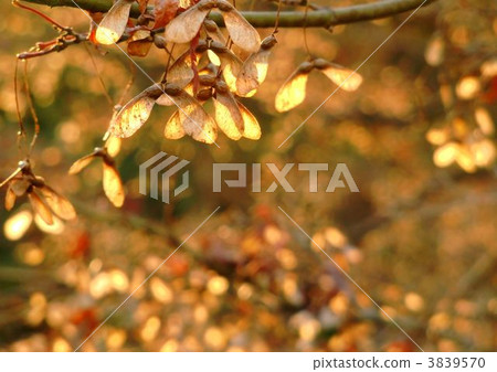 Momiji種子 3839570