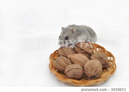 djungarian hamster, mouse, hard 3839651