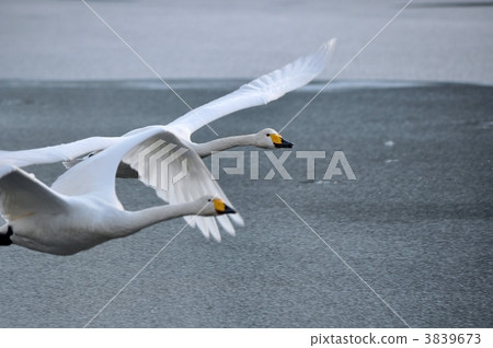 Swan flight 3839673