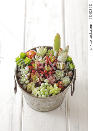 group planting, fleshy, fleshiness 3840238