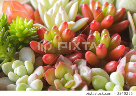 插花藝術 室內設計師 室內裝飾 3840255