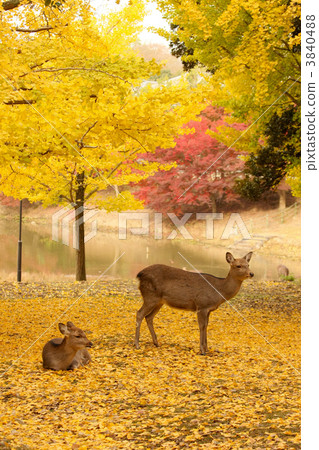 Gingko's yellow leaves and a deer 1 3840488