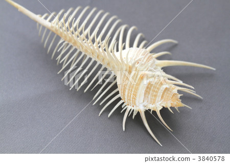 Honeymoon Honeymoon 3840578