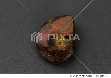 Fire ammonite 3840580