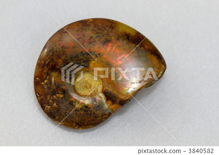 Fire ammonite 3840582