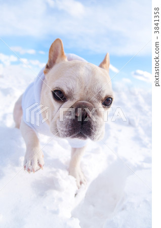 走在雪的法國牛頭犬 3841358