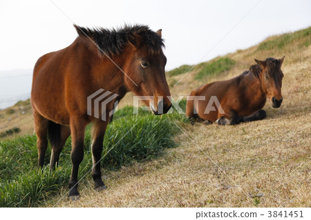 Kushima-shi, Miyazaki Prefecture, Misaki Ma in Tsui 3841451