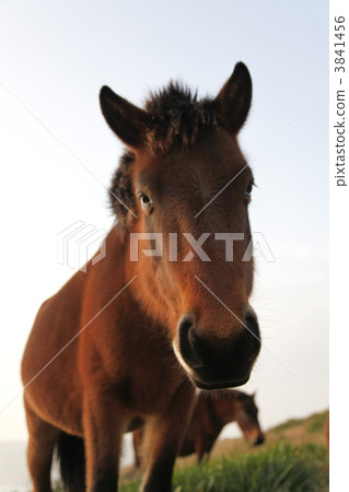 Kushima-shi, Miyazaki Prefecture, Misaki Ma in Tsui Kushima-shi, Miyazaki Prefecture, Misaki Ma in Tsui 3841456