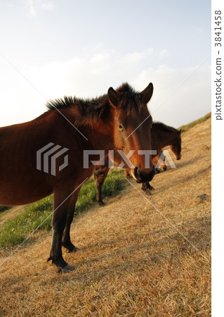 Kushima-shi, Miyazaki Prefecture, Misaki Ma in Tsui Kushima-shi, Miyazaki Prefecture, Misaki Ma in Tsui 3841458