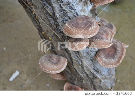shiitake mushroom, mushroom, mushrooms 3841663