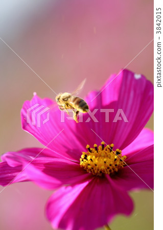 宇宙和蜜蜂 宇宙和蜜蜂 3842015