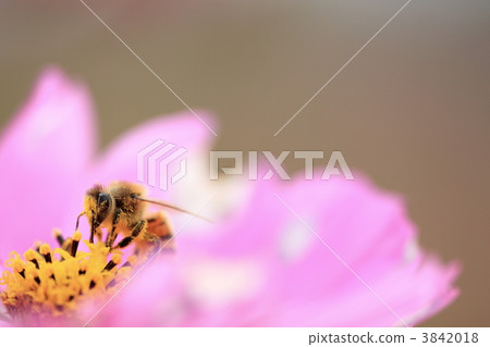 宇宙和蜜蜂 宇宙和蜜蜂 3842018