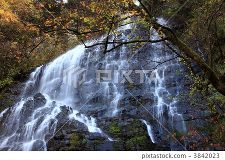 秋天的龍孿生flowerfall 秋天的龍孿生flowerfall 3842023