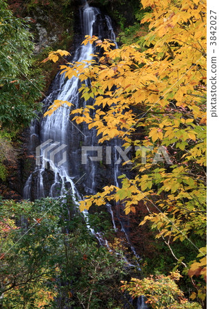 Autumn's dragon twin flowerfall Autumn's dragon twin flowerfall 3842027