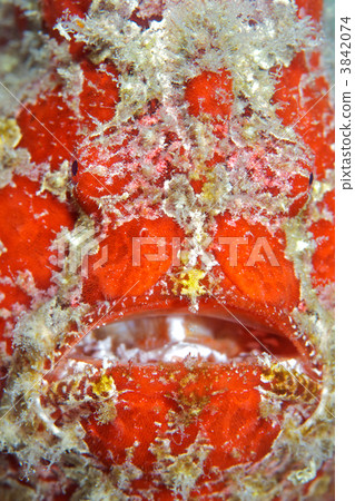 襞魚 奇怪的 陌生 3842074