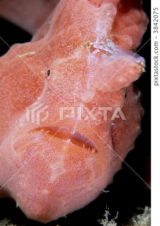 襞魚 奇怪的 陌生 3842075