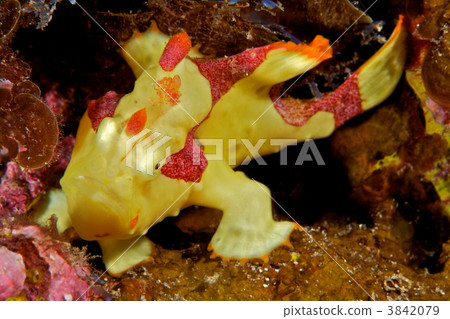 frogfish, frog fish, fish 3842079