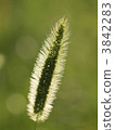 Setaria viridis 3842283