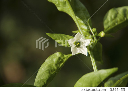 開花的花農業花背景材料 3842455