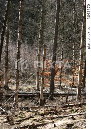 trees and forest trees and forest 3843870